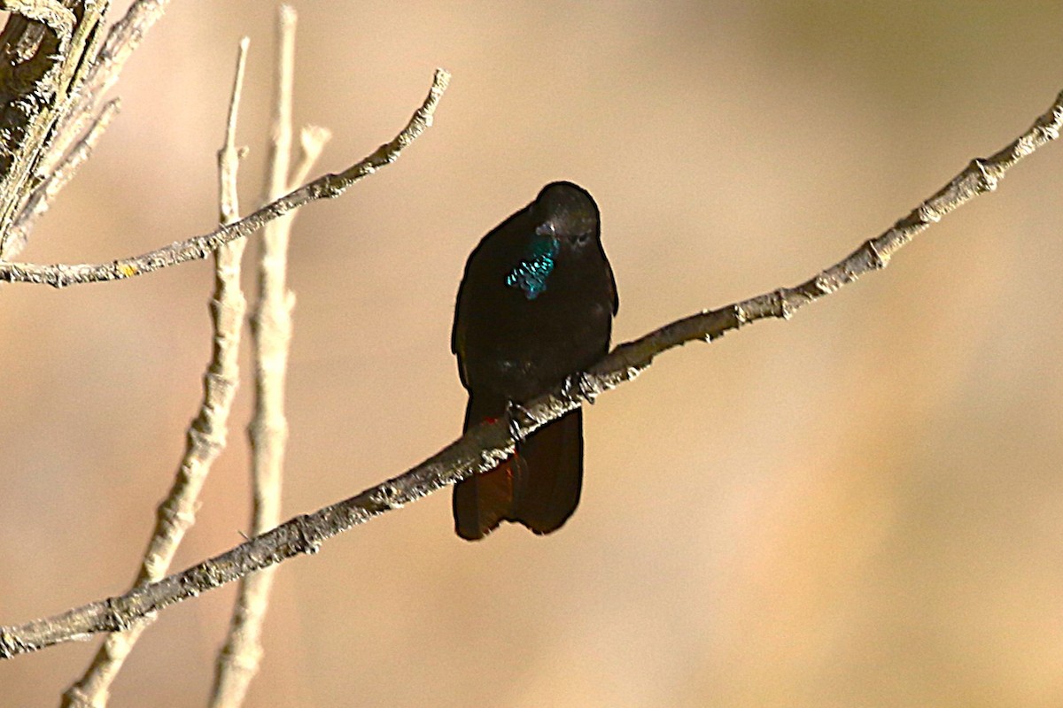 Black Metaltail - ML640911410
