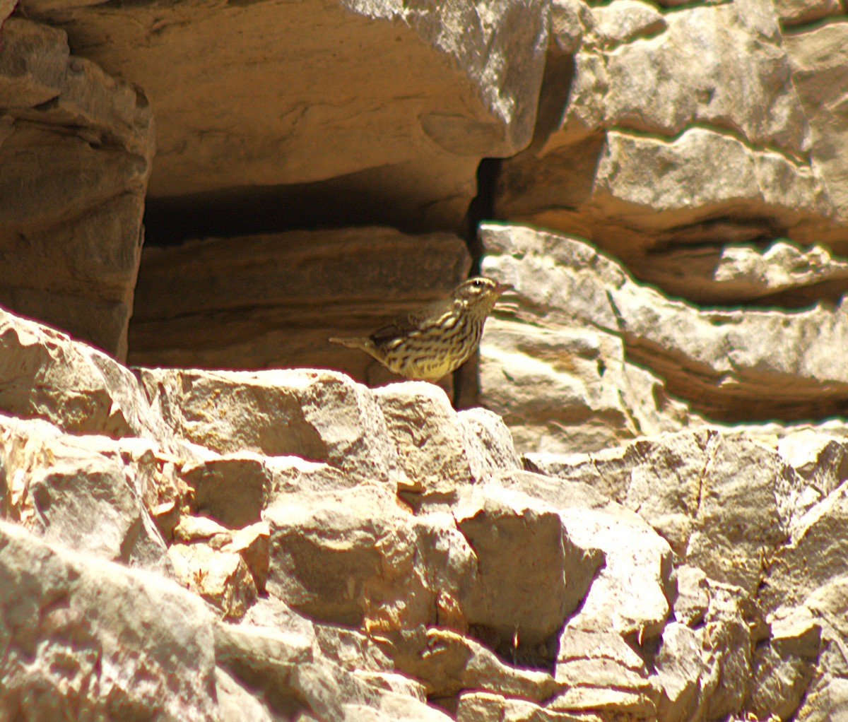 נחלית צפונית - ML640911416