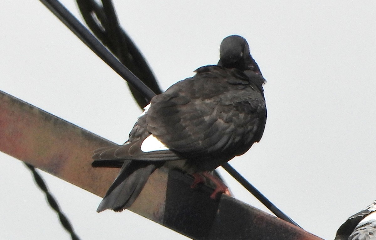 野鴿(野化) - ML640911515