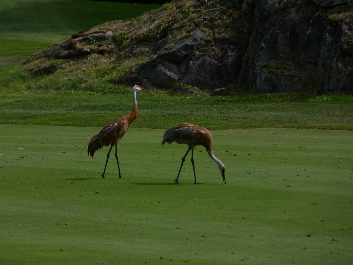 Sandhill Crane - ML640911545
