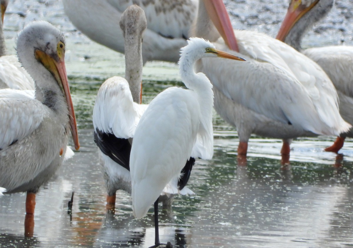 大白鷺 - ML640911560