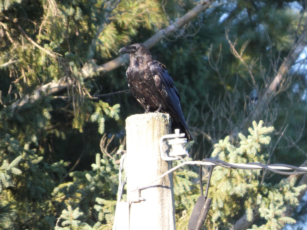 Common Raven - ML640911572