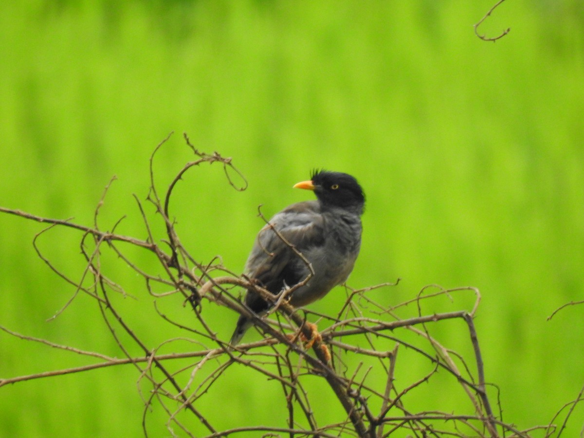Jungle Myna - ML640911573