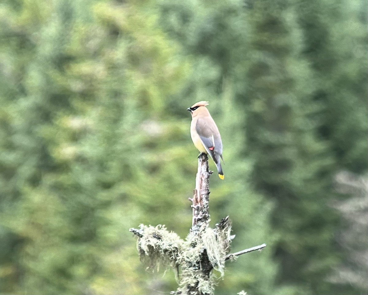 Cedar Waxwing - ML640911574