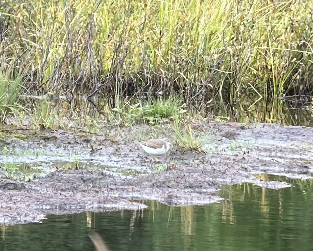 Spotted Sandpiper - ML640911578