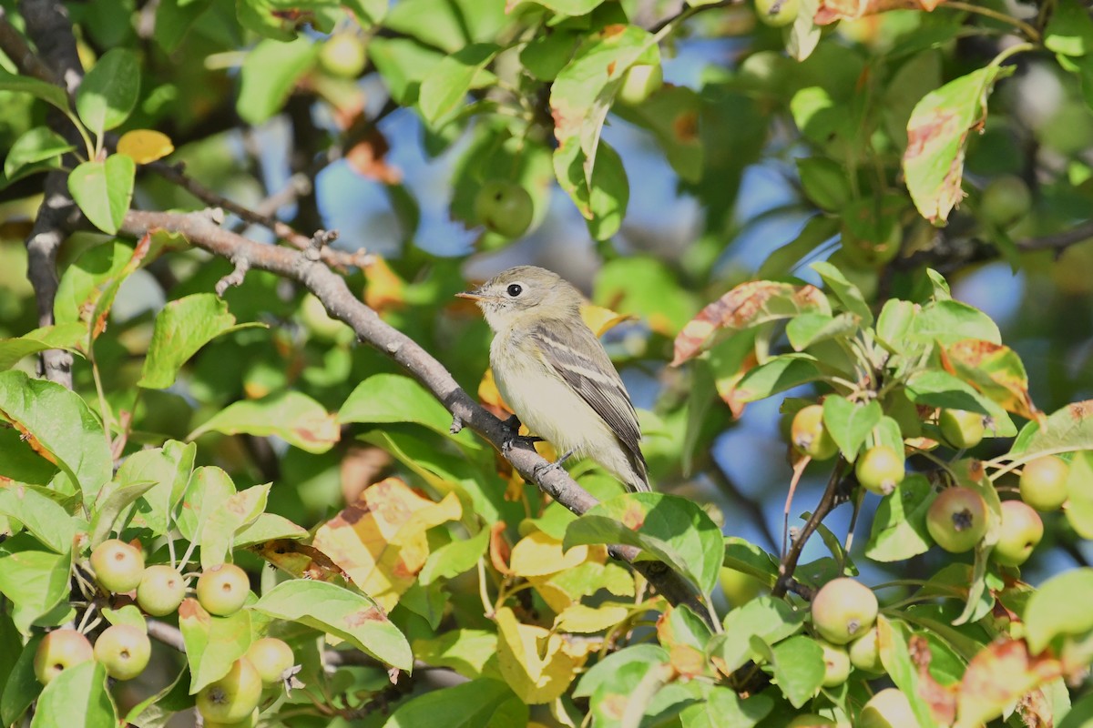 Least Flycatcher - ML640911593