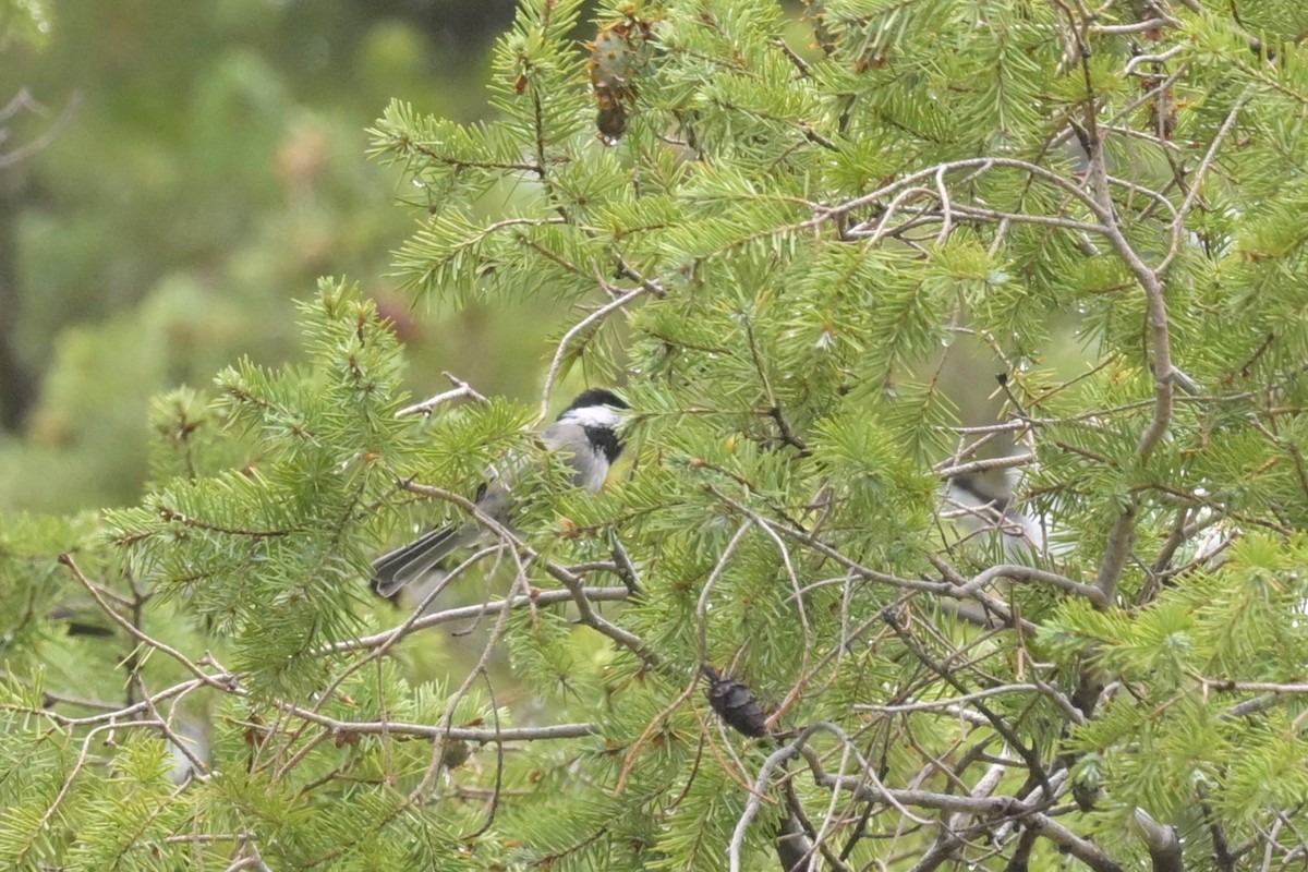 Mexican Chickadee - ML640911594
