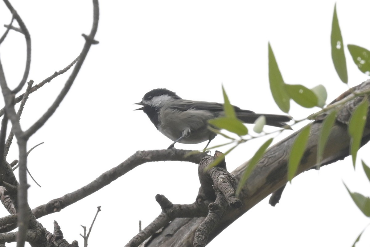 Mexican Chickadee - ML640911596