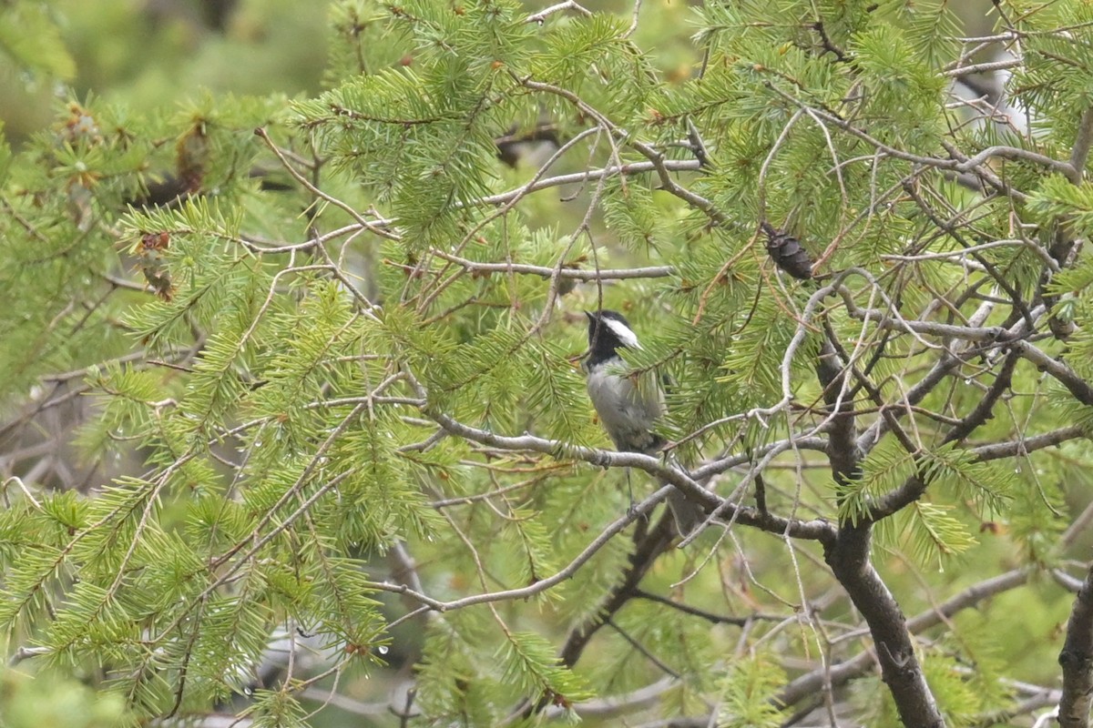 Mexican Chickadee - ML640911597