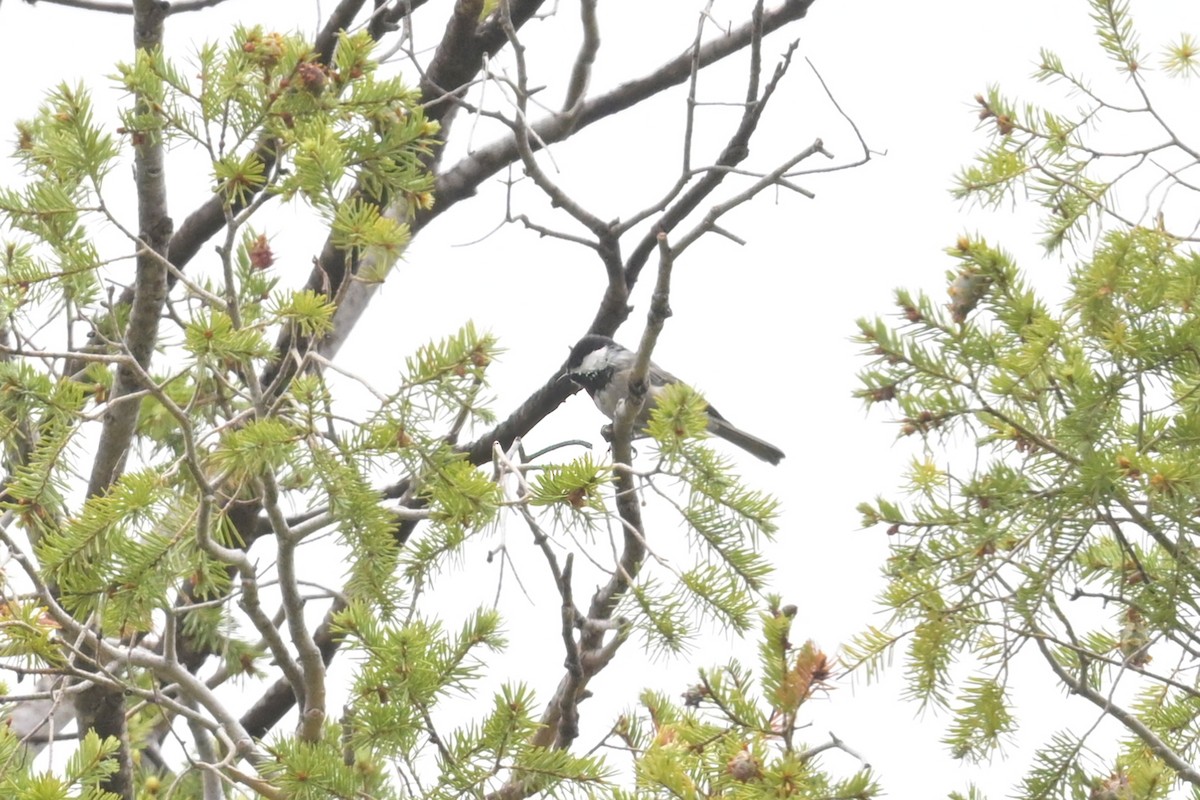 Mexican Chickadee - ML640911598