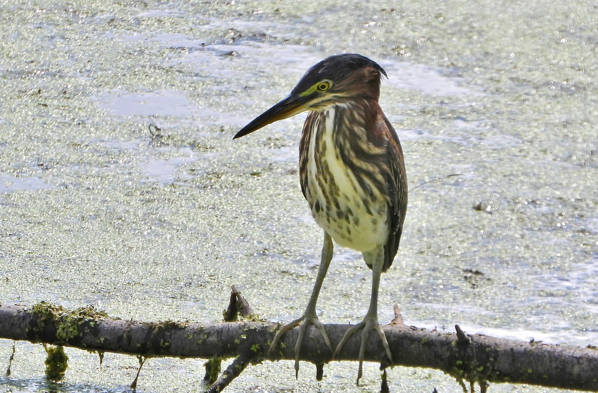 Green Heron - ML640911634