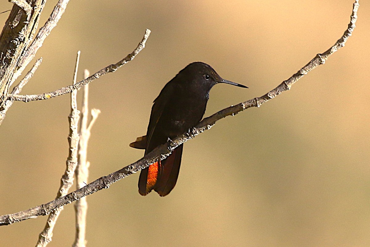 Black Metaltail - ML640911636