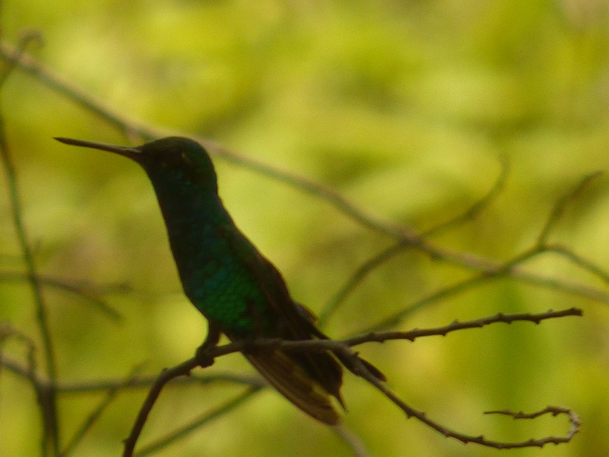 Red-billed Emerald - ML640911663