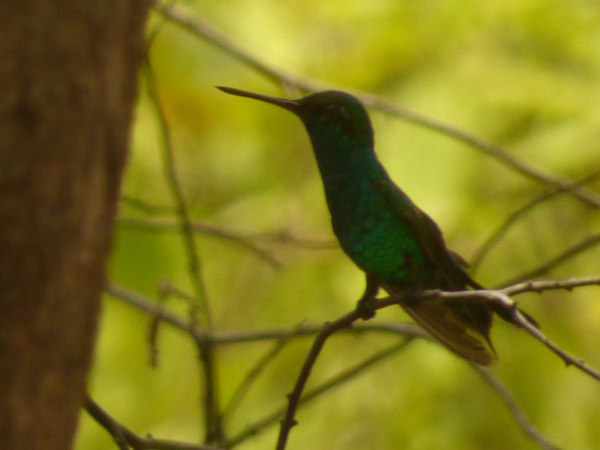 Red-billed Emerald - ML640911664