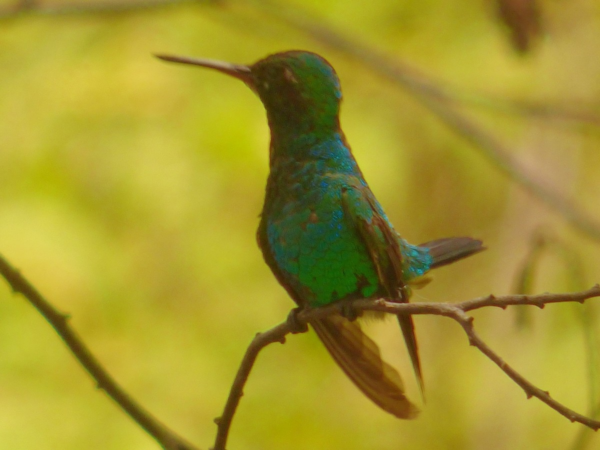Red-billed Emerald - ML640911665