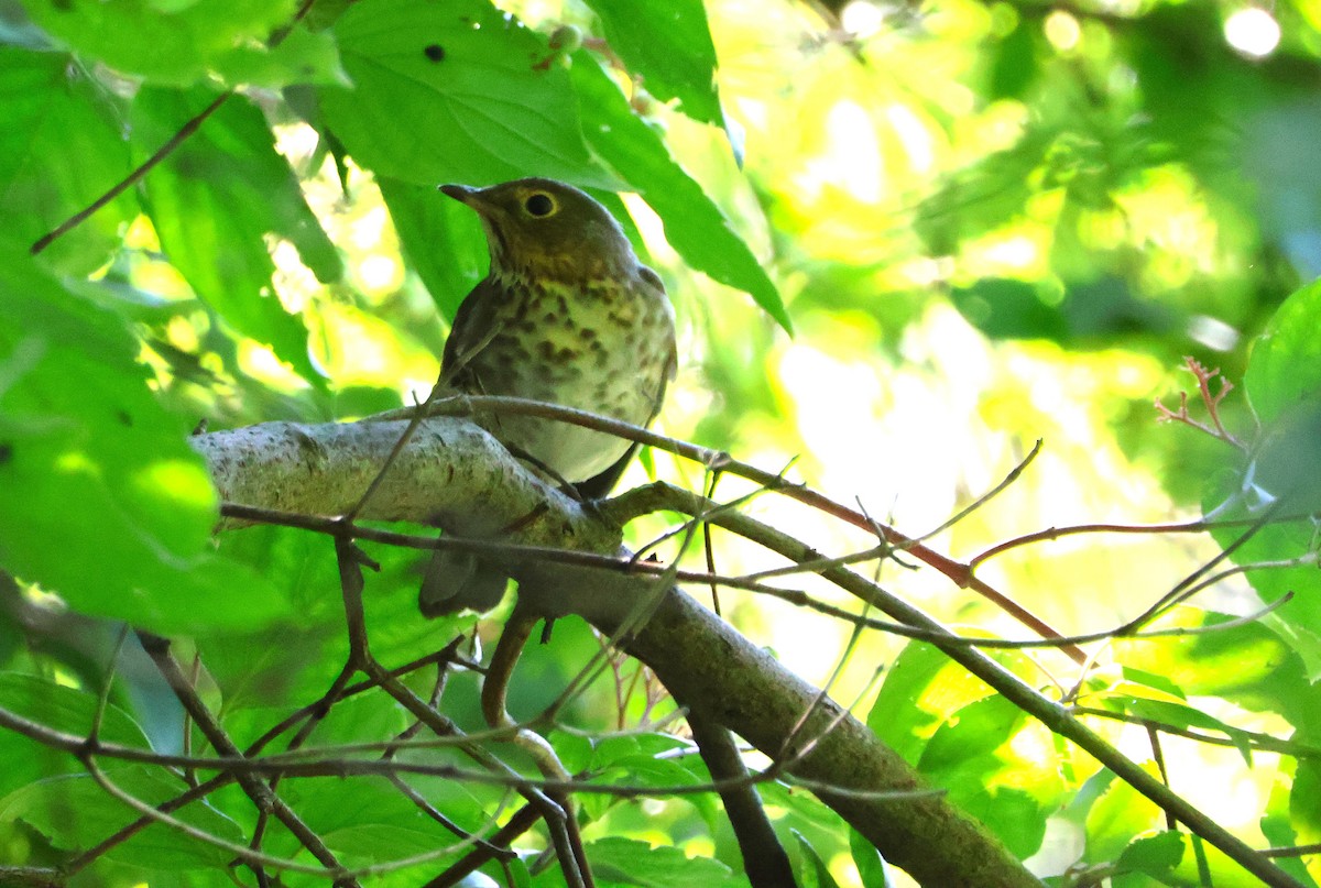 Swainson's Thrush - ML640911666