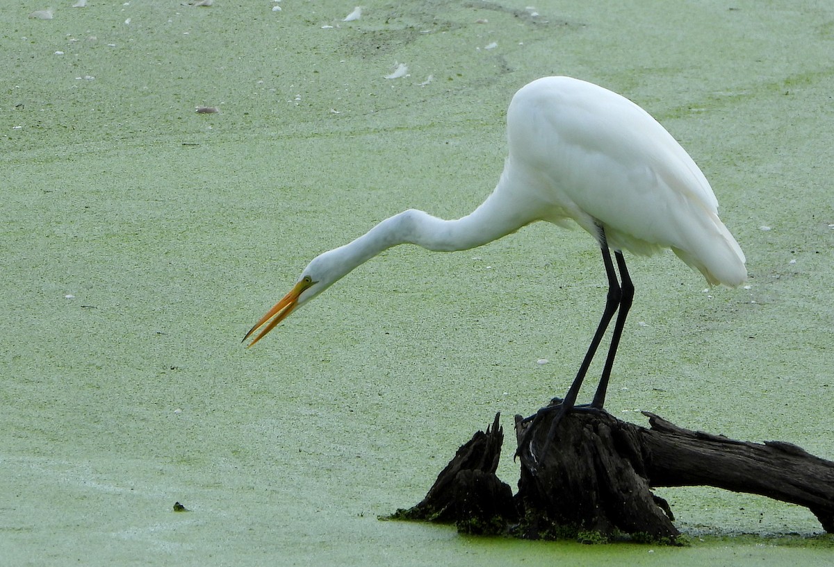 大白鷺 - ML640911685