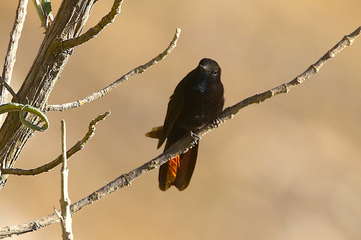 Black Metaltail - ML640911690