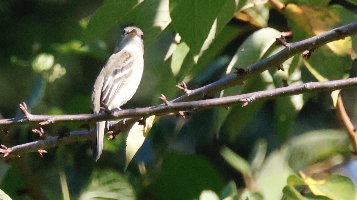 Least Flycatcher - ML640911700