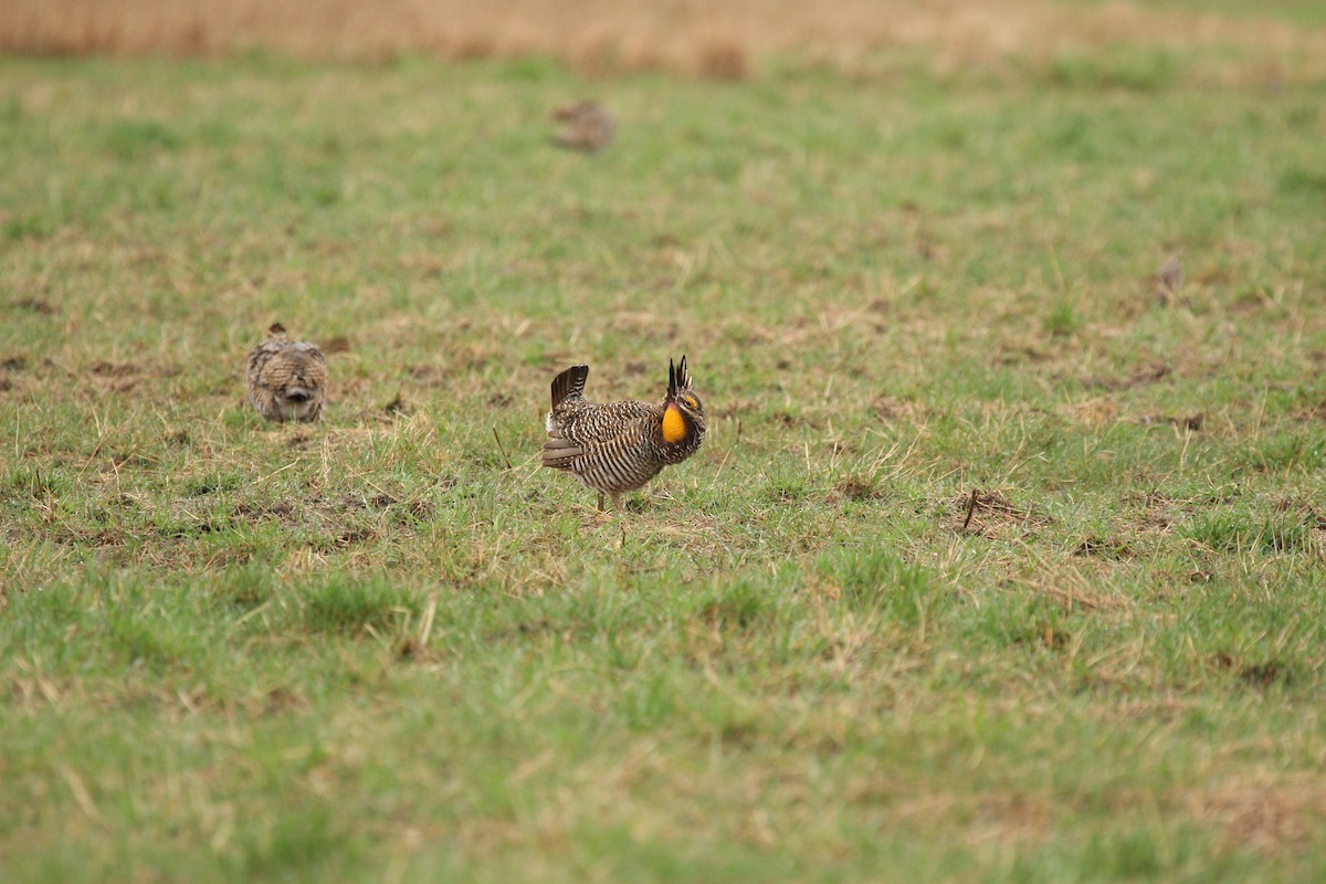 Greater Prairie-Chicken - ML640911702