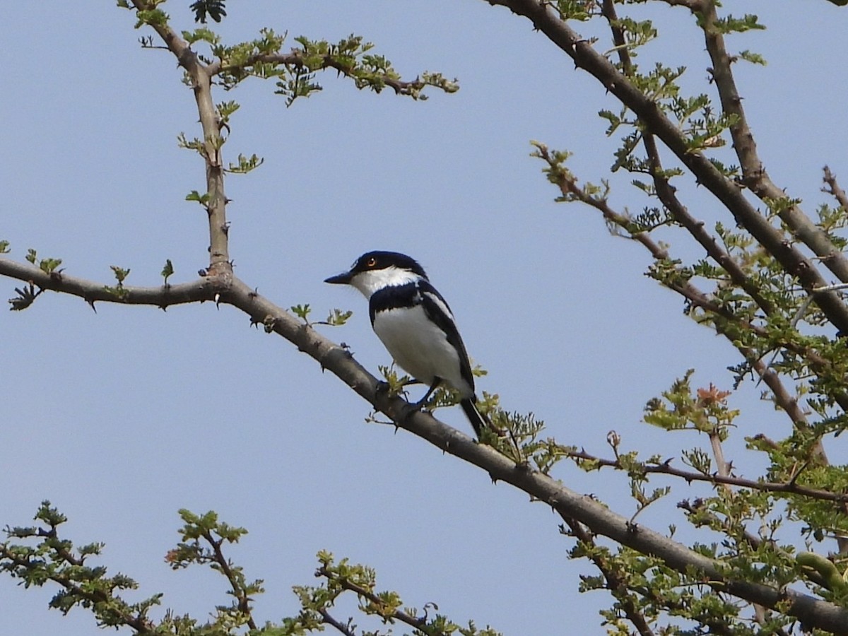 Pygmy Batis - ML640911725
