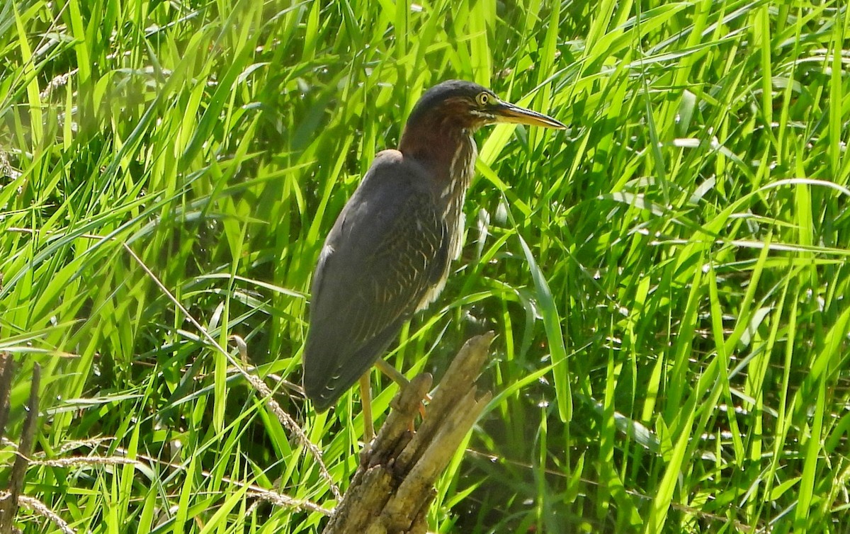 Green Heron - ML640911731