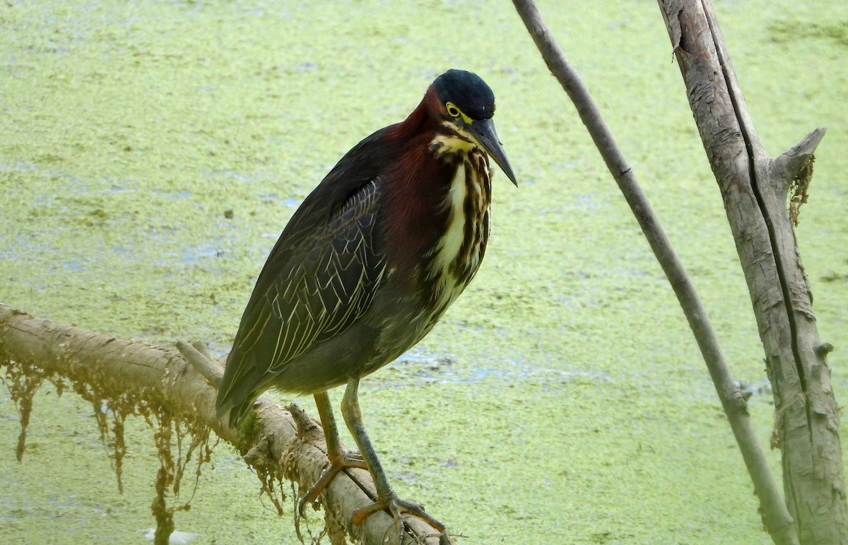 Green Heron - ML640911752