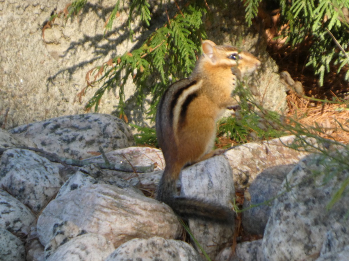 Animals - ML640911813