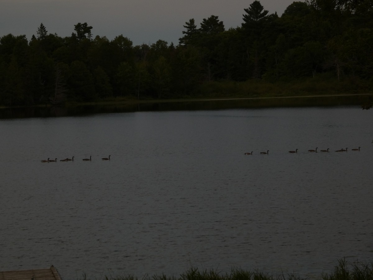 Canada Goose - ML640911819