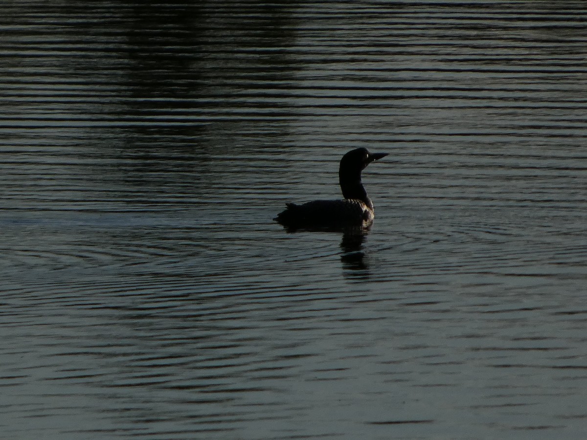 Common Loon - ML640911828