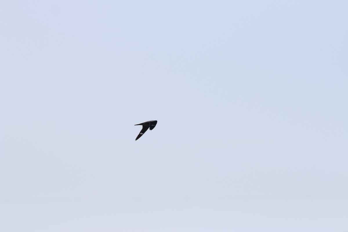 Common Nighthawk - ML640911833