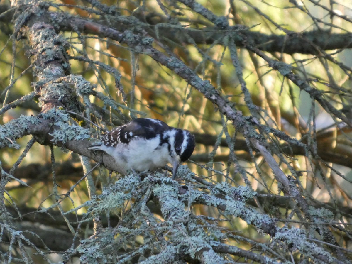 Hairy Woodpecker - ML640911840