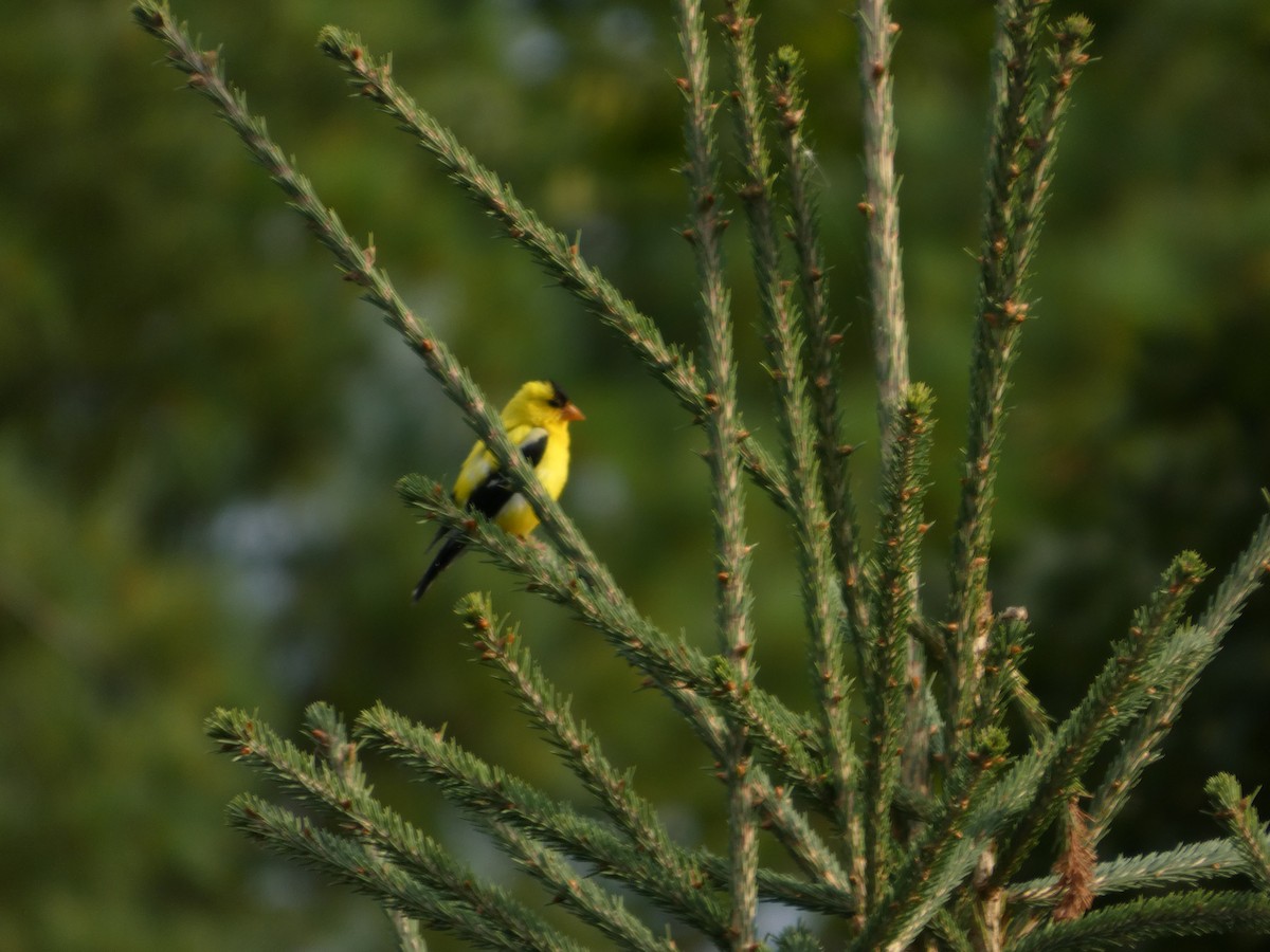 American Goldfinch - ML640911846