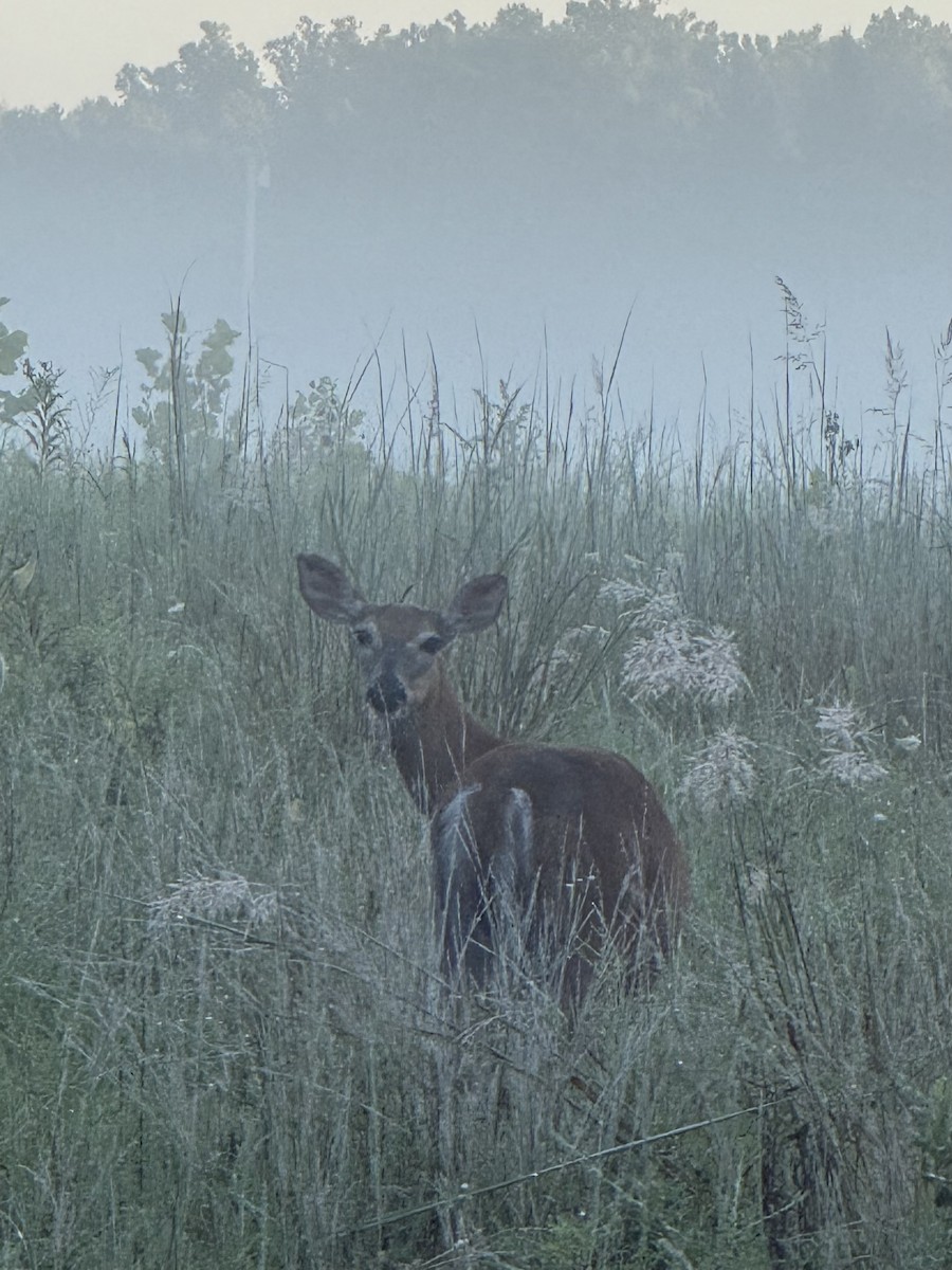 Animals - ML640911849