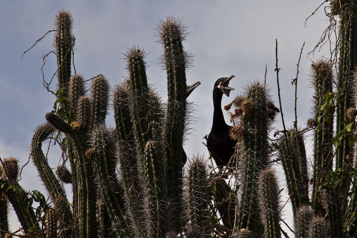 Neotropic Cormorant - ML640911859