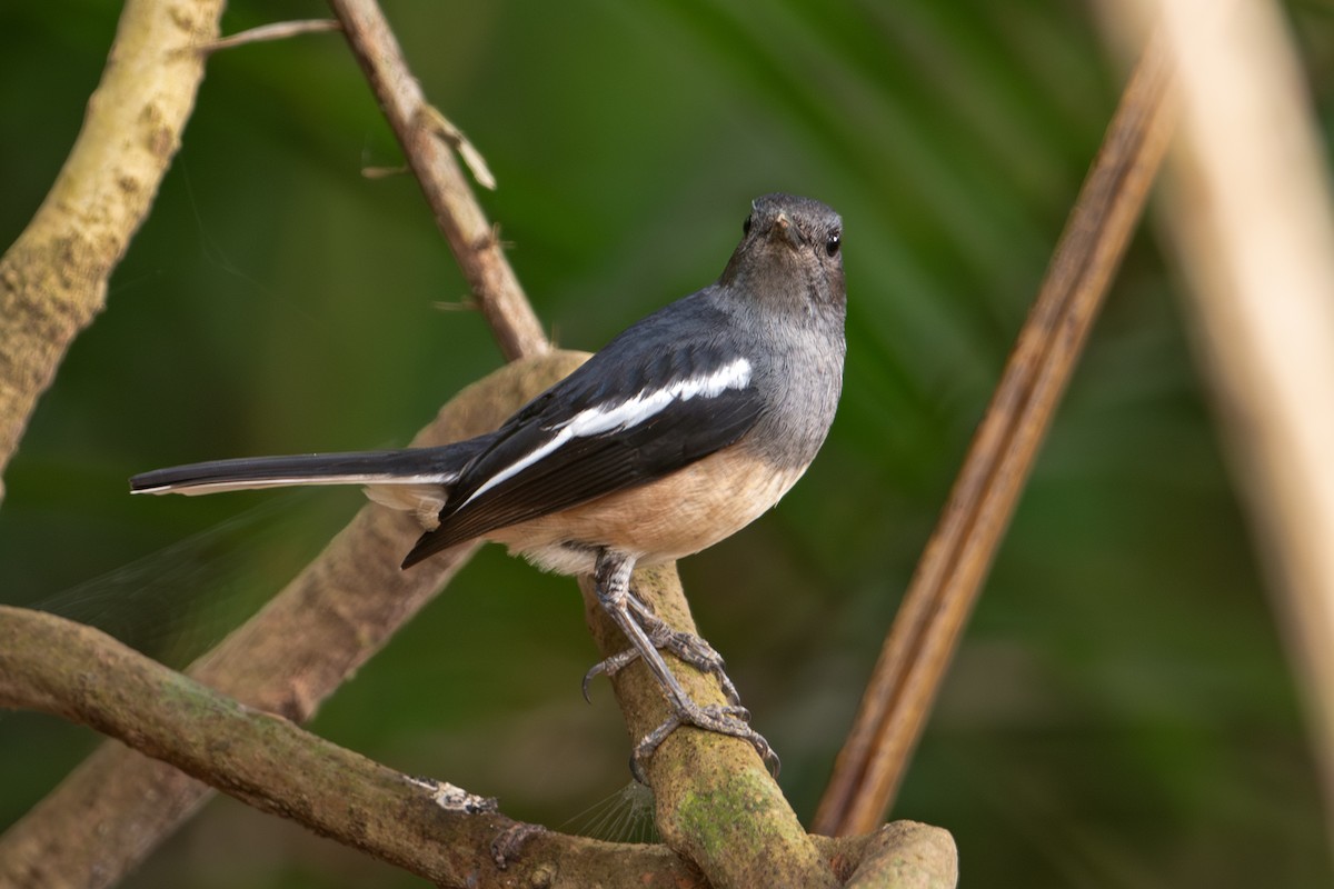 Oriental Magpie-Robin - ML640911868