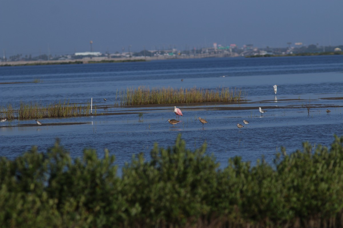 Marbled Godwit - ML640911886