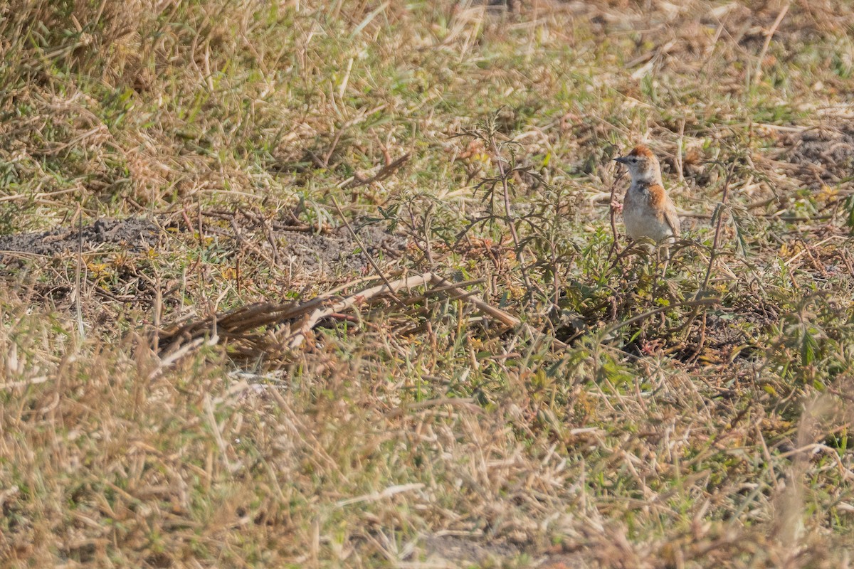 Red-capped Lark - ML640911920