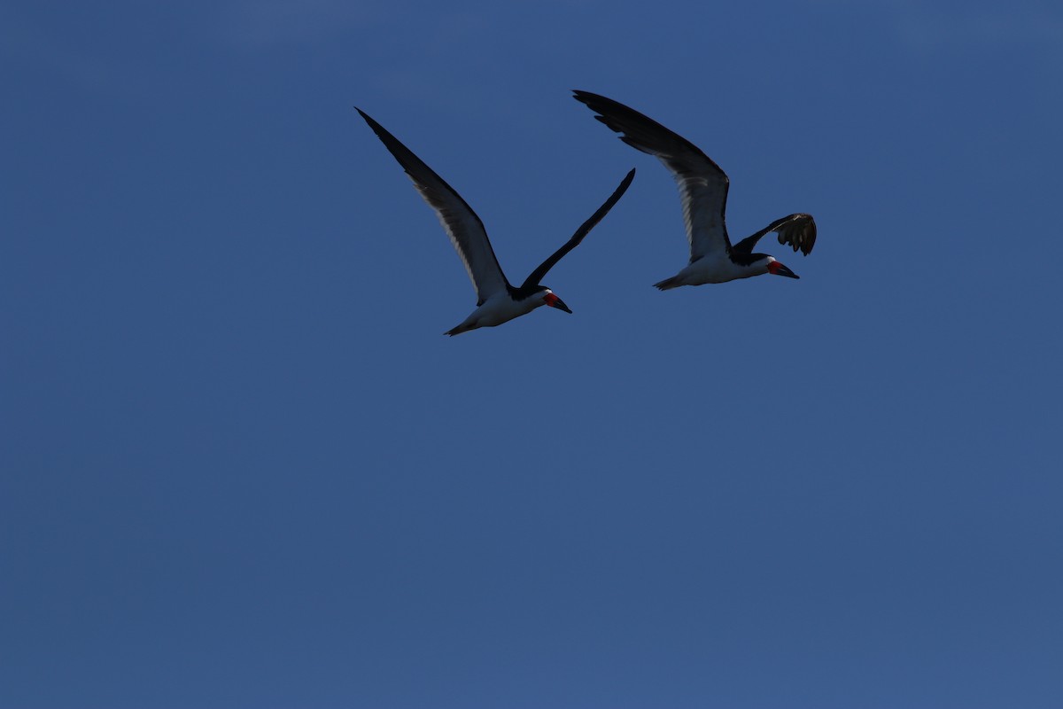Black Skimmer - ML640911922