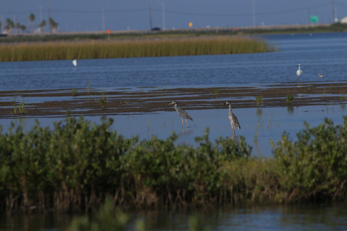 Yellow-crowned Night Heron - ML640911924
