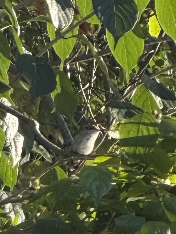 Ruby-throated Hummingbird - ML640911927