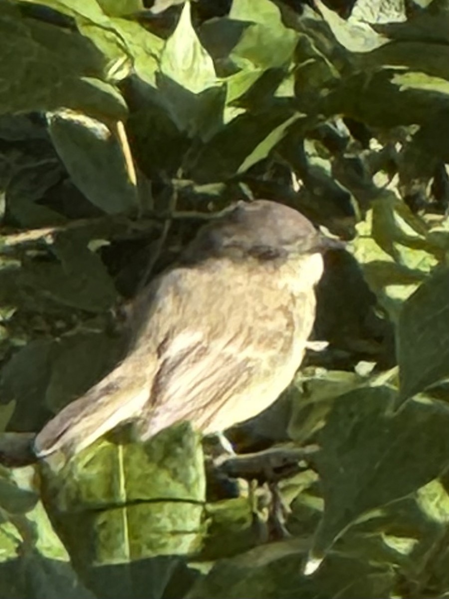 Eastern Phoebe - ML640911930