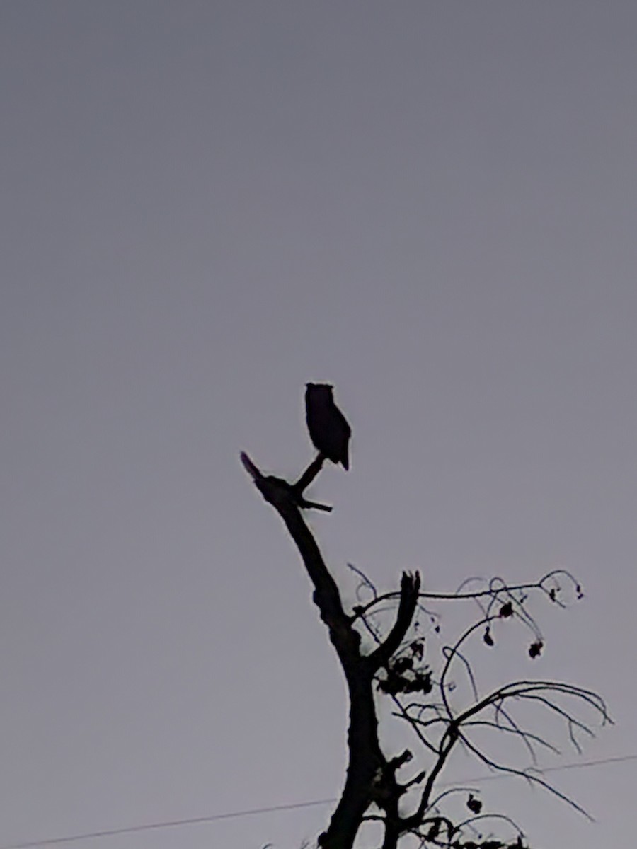 Great Horned Owl - ML640911943