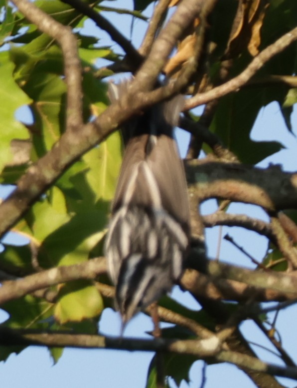 Reinita Trepadora - ML640911948