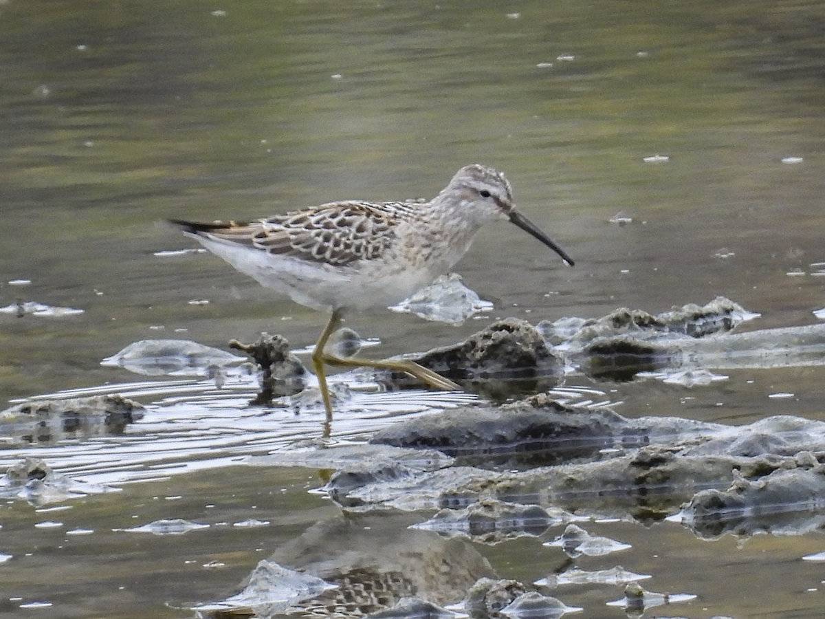 Stilt Sandpiper - ML640911960