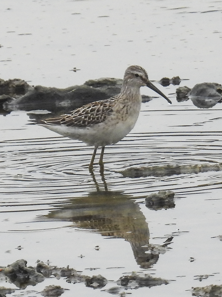 Stilt Sandpiper - ML640911963