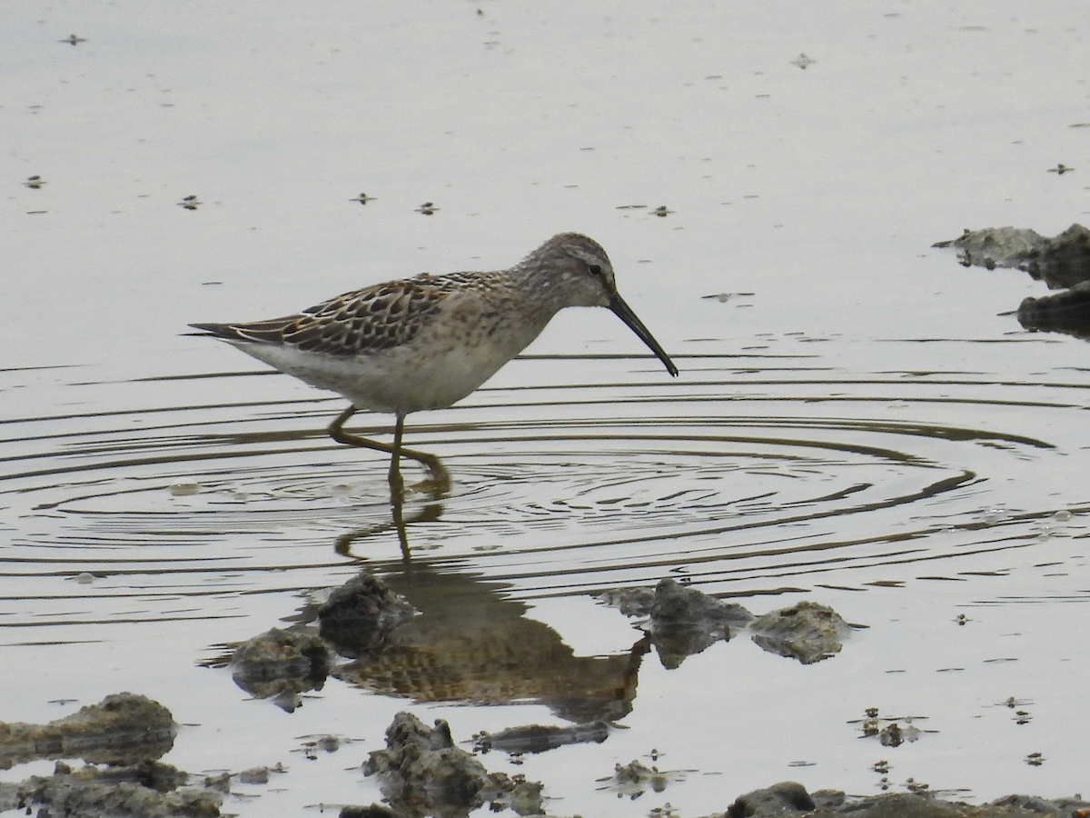 Stilt Sandpiper - ML640911965