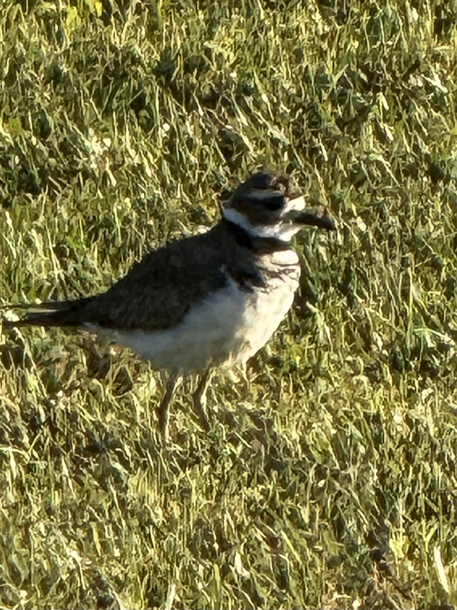 Killdeer - ML640911969