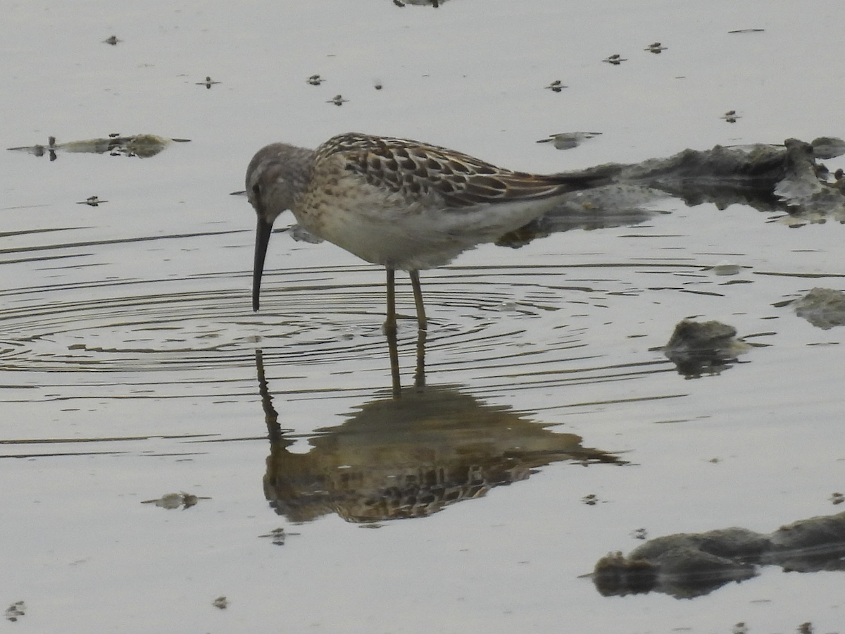 Stilt Sandpiper - ML640911977