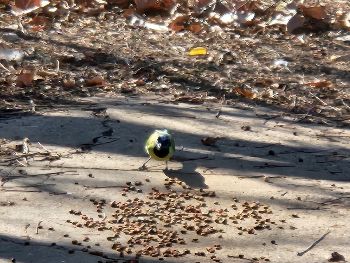 Green Jay - ML640911978